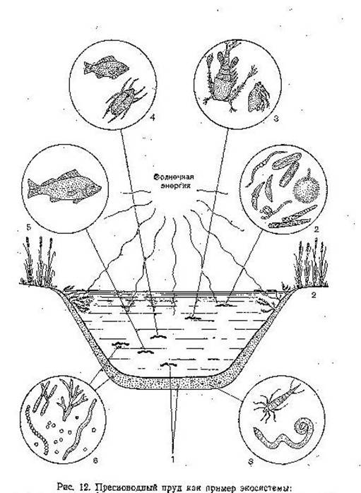Трофическая структура водоема. Схема трофической структуры пруда. Биогеоценоз пруда схема. Схема биоценоза пресноводного водоёма. Биогеоценоз озера схема.
