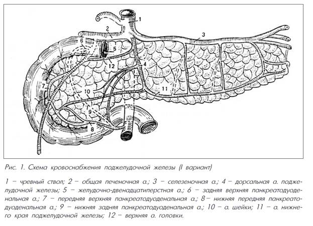 Кровоснабжение поджелудочной железы схема