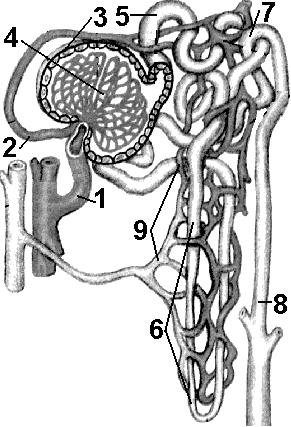 Дистальный конец нефрона. Клубочек нефрона. Строение нефрона черно белый рисунок. Извилистый почечный каналец нефрона.