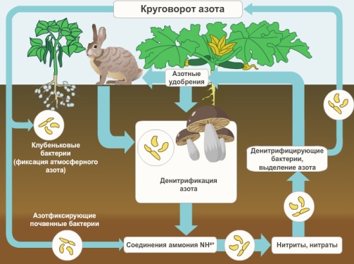 Рассмотрите рисунок на котором представлена схема круговорота азота в природе