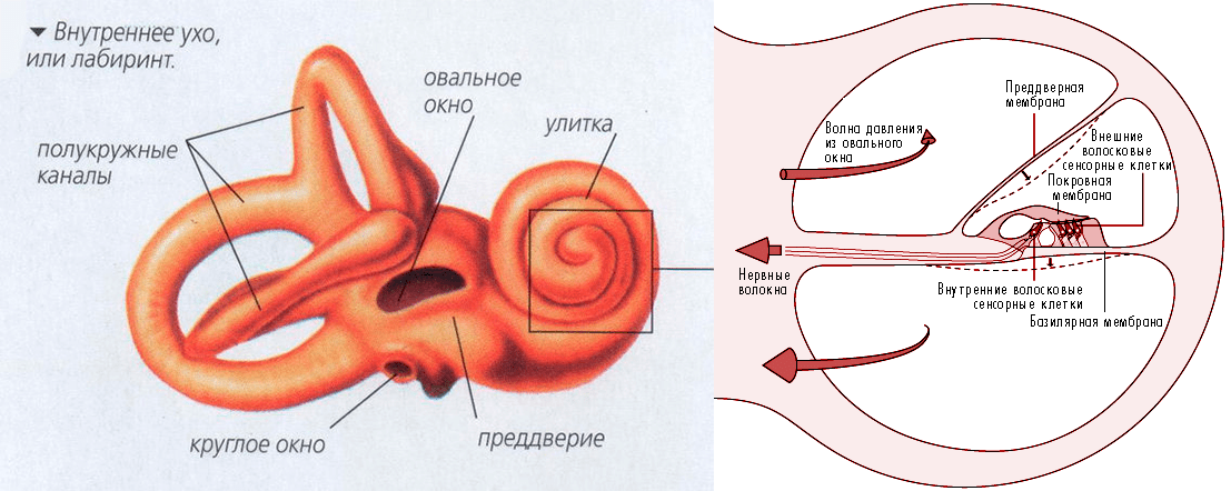 Канал улитки состоит из. Строение улитки внутреннего уха. Внутреннее строение улитки внутреннего уха. Схематическое строение внутреннего уха. Строение улитки внутреннего уха в разрезе.