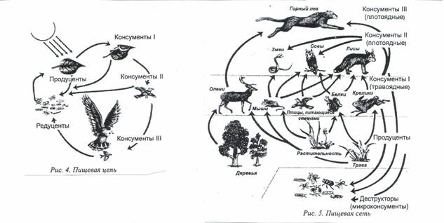 Схема пищевой цепи лесного биоценоза ответы
