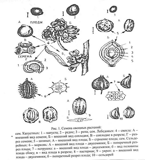 Признаки семени растений