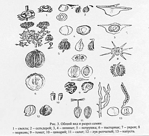 Признаки семени растений