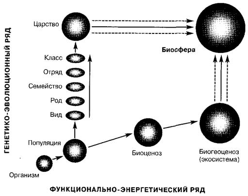 Организм вид популяция биосфера. Положение популяции в структуре биологических систем биосферы. Положение популяции в структуре биологических систем. Виды популяций.