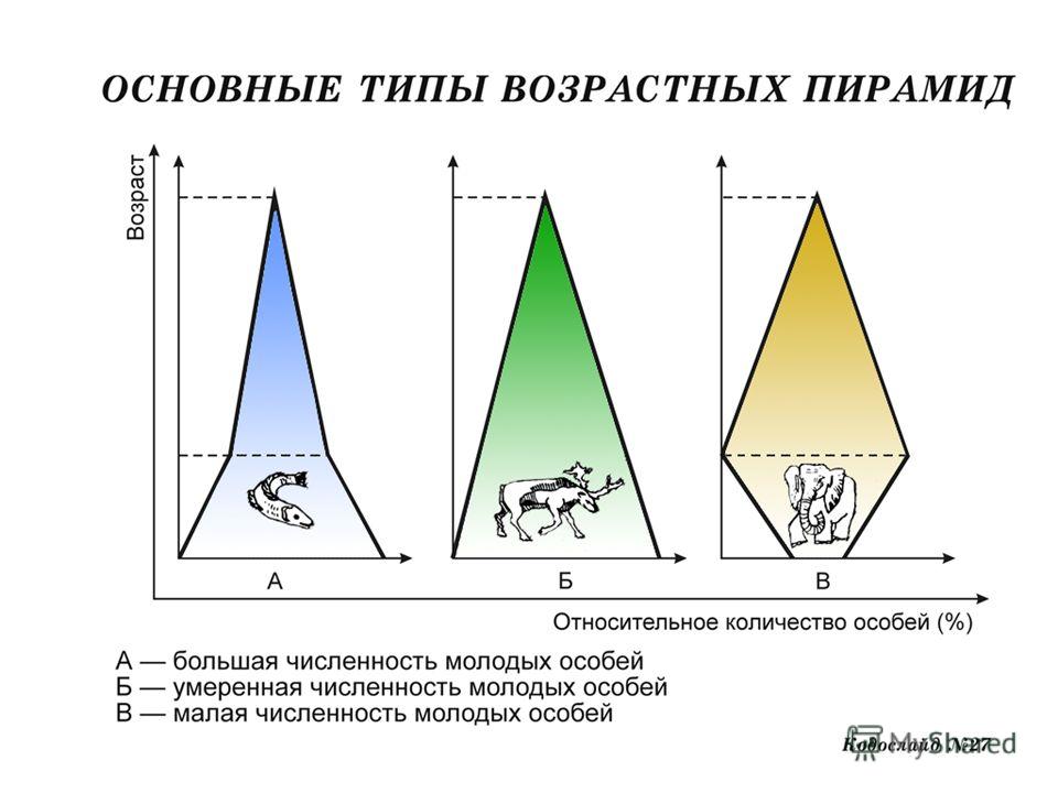 Возрастная структура популяции схема