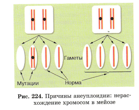 Нерасхождение хромосом в мейозе 1. Нерасхождение хромосом в мейозе. Нерасхождение хромосом в мейозе вид мутации. Задачи с нерасхождением хромосом.