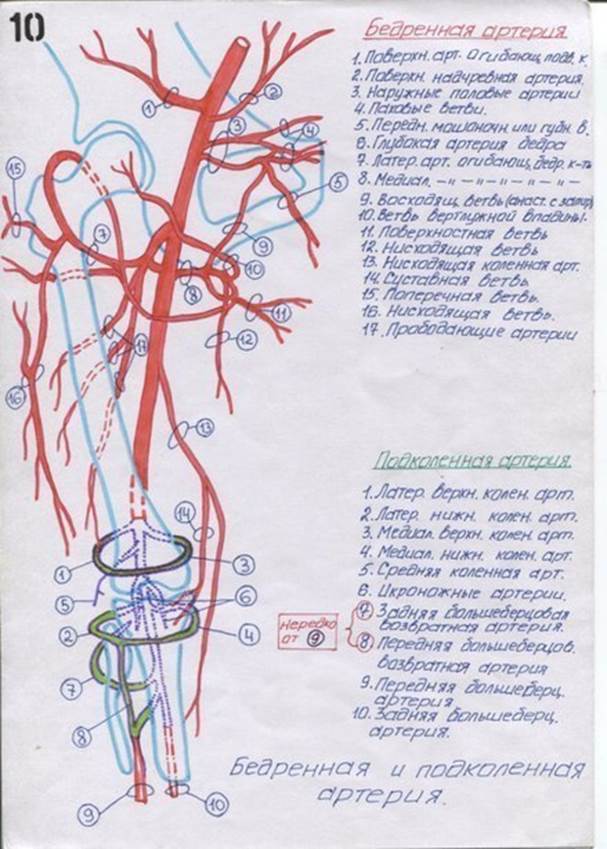 Рисунок подключичной артерии