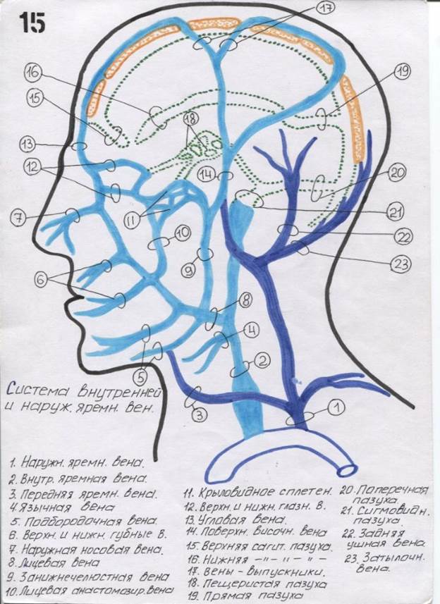 Вены головного мозга схема
