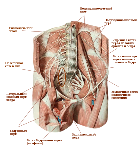 Подвздошно подчревный нерв. Пояснично-крестцовое сплетение анатомия. Поясничное нервное сплетение анатомия. Ветви поясничного и крестцового сплетения. Мышечные ветви поясничного сплетения.