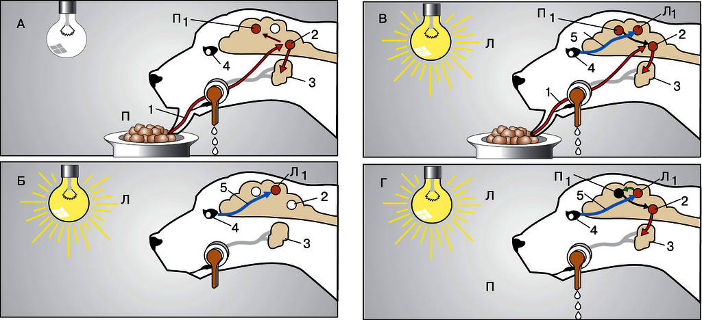 На рисунках под буквами а г изображены стадии образования условного рефлекса у собаки