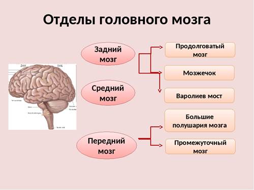 Задний головной мозг включает. Строение переднего отдела головного мозга человека функции. Строение и функции головного мозга отделы задний мозг. Отделы головного мозга задний мозг. Отделы головного мозга передний средний задний.
