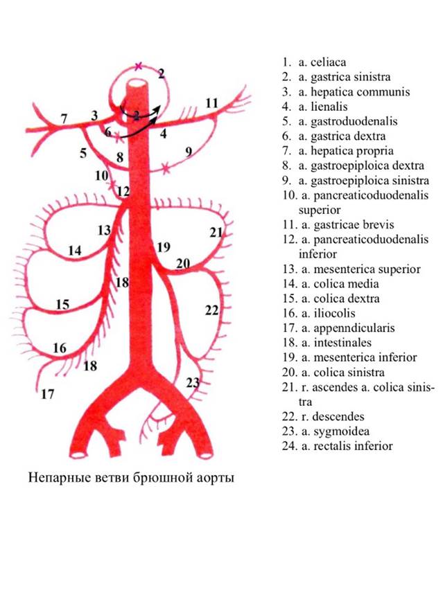 Схема анастомозов непарных ветвей брюшной части аорты