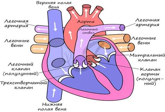 Какую функцию выполняет полулунный клапан. Створчатые клапаны. Створчатые и полулунные клапаны. Полулунный клапан сердца. Клапаны сердца створчатые и полулунные.