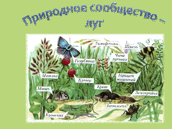 Экосистема луг для дошкольников презентация