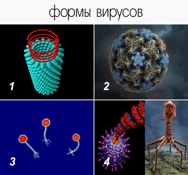 Фотографию вируса и названия. Формы вирусов. Многообразие форм вирусов. Разнообразные формы вирусов. Разнообразие вирусов по форме.