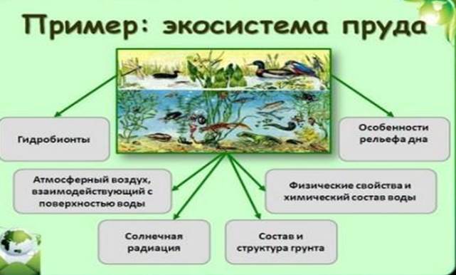 Природные экосистемы 11 класс. Агроэкосистемы примеры цепей. Пищевая цепочка в аквариуме. Примеры агроэкосистем. Приведите примеры агроэкосистем.