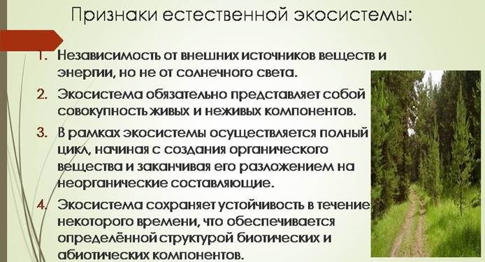 Проблемы устойчивости лесных экосистем в россии проект