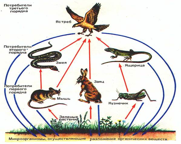 В пищевых цепях биоценозов к редуцентам относят