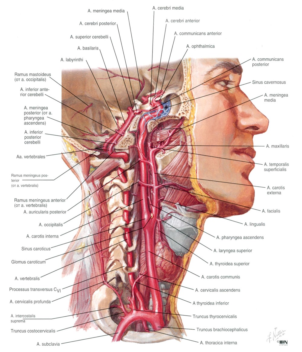 Сонная артерия на картинке