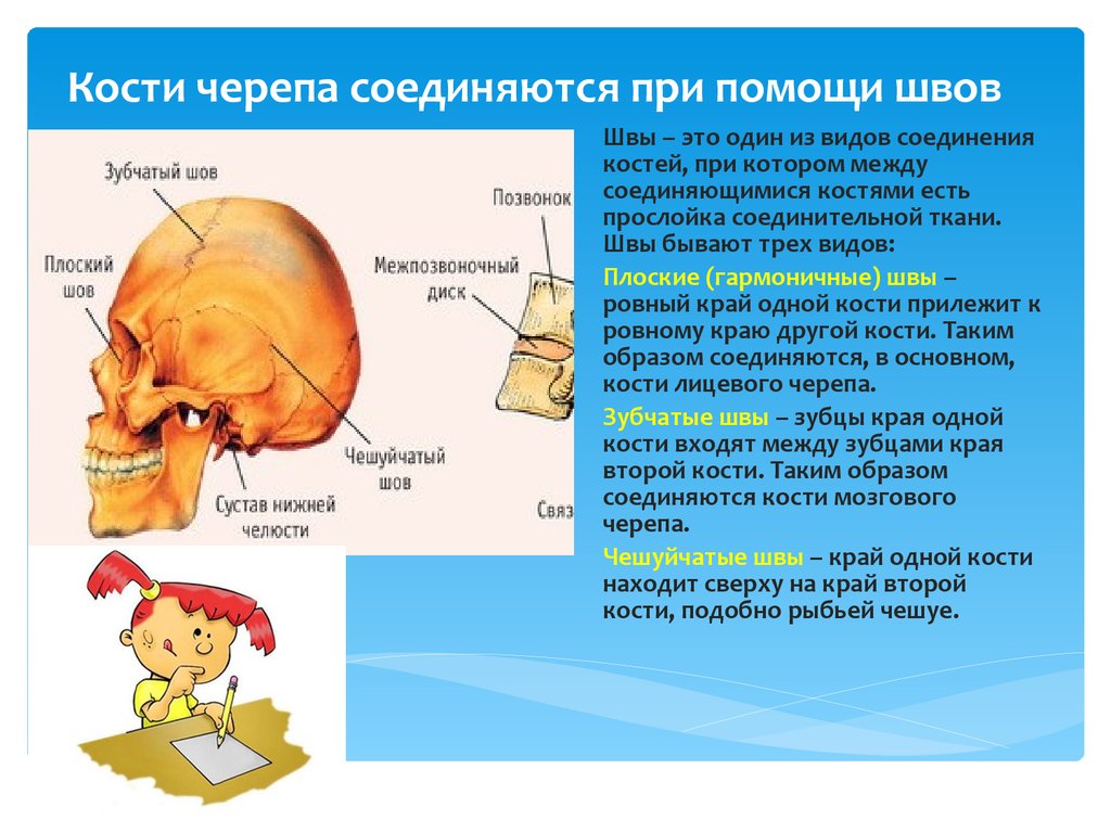 Кости мозгового черепа строение