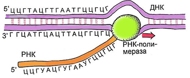 Схема транскрипции рнк