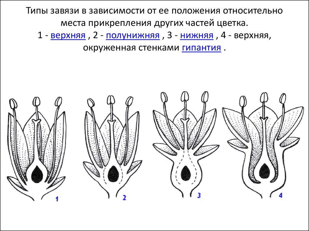 Стенки завязи становятся стенками