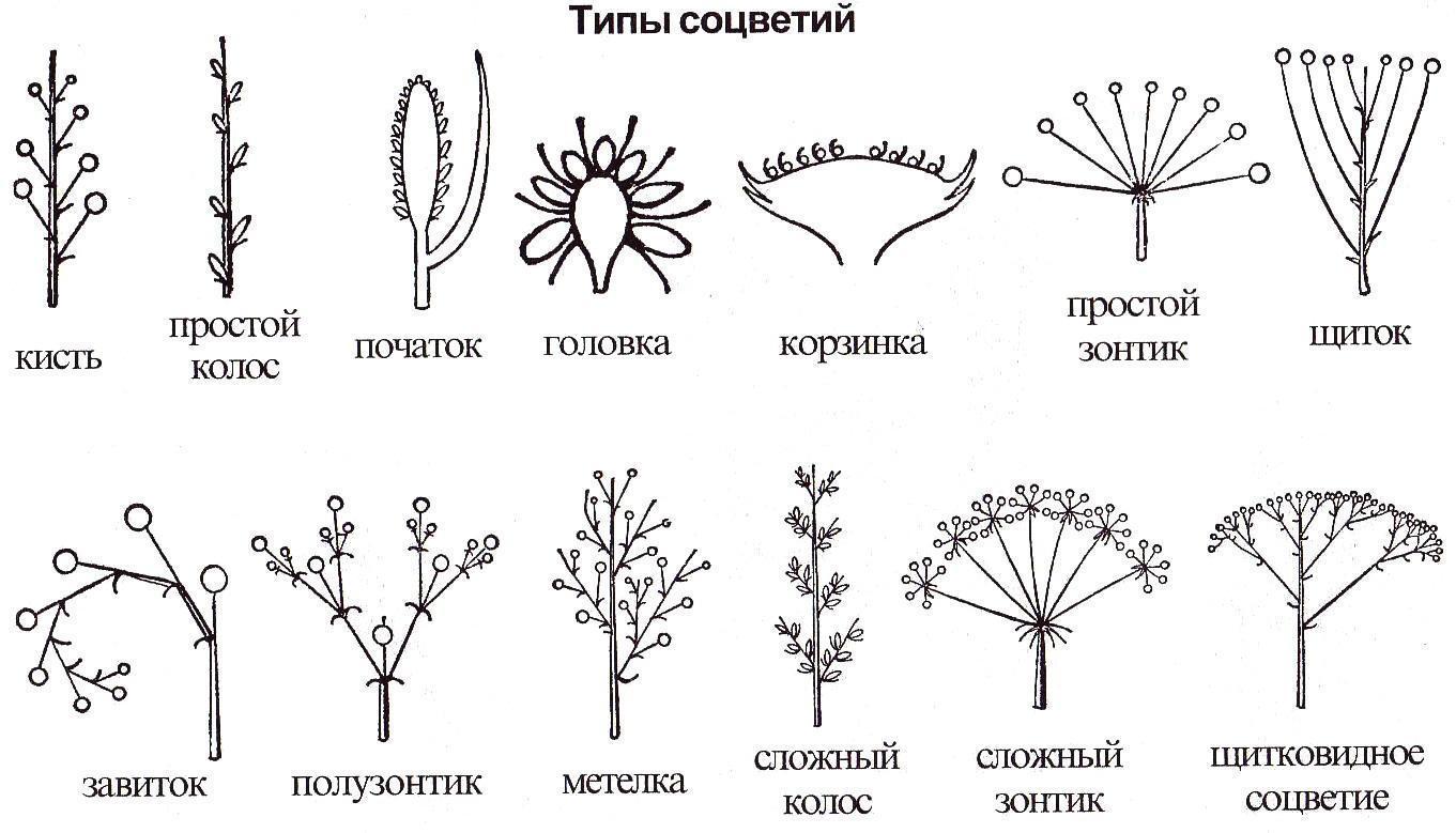 Назовите виды схем в чем их различие