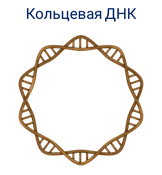 Днк кольцевая расположена. Кольцевая ДНК. Кольцевая молекула ДНК бактерий. Кольцевая ДНК У бактерий. Одна Кольцевая ДНК.
