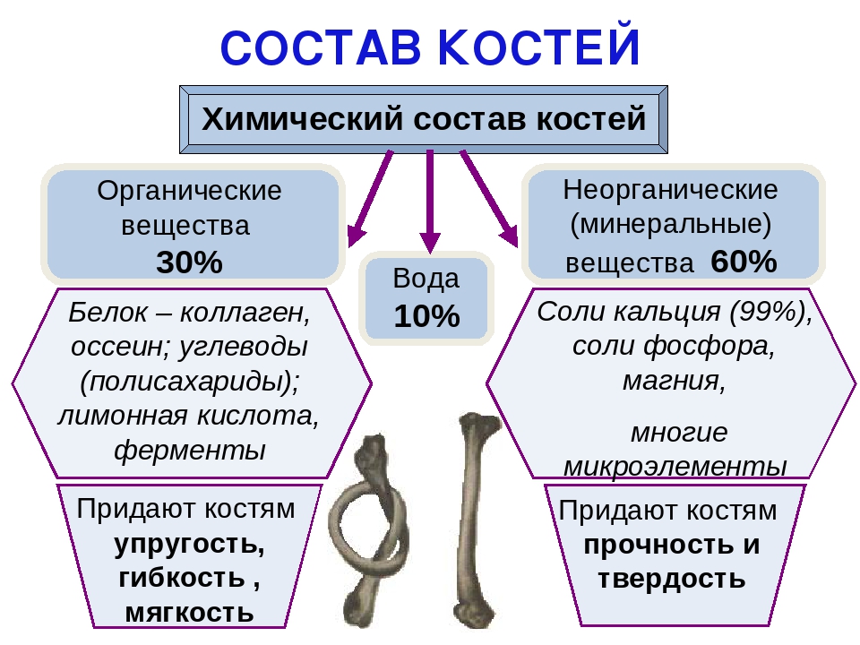 Изучите диаграмму соотношения групп химических веществ в костях пожилого человека