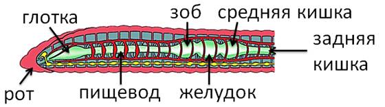 Дыхание дождевого червя. Пищеварительная система кольчатого червя. Пищеварительная система дождевого червя. Пищеварительная система кольчатых червей схема. Пищеварительная система кольчатых червей 7.