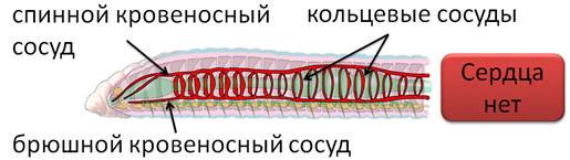 Кольцевые сосуды дождевого червя. Кровеносная система кольчатых червей. Строение кровеносной системы дождевого червя. Кольчатые черви пиявки строение. Кровеносная система кольчатых червей схема.