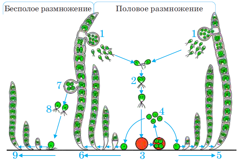 Улотрикс жизненный цикл. Размножение улотрикса рисунок. Размножение водорослей схема улотрикс. Жизненный цикл улотрикса.