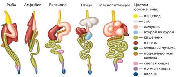 Схема пищеварительной системы животных