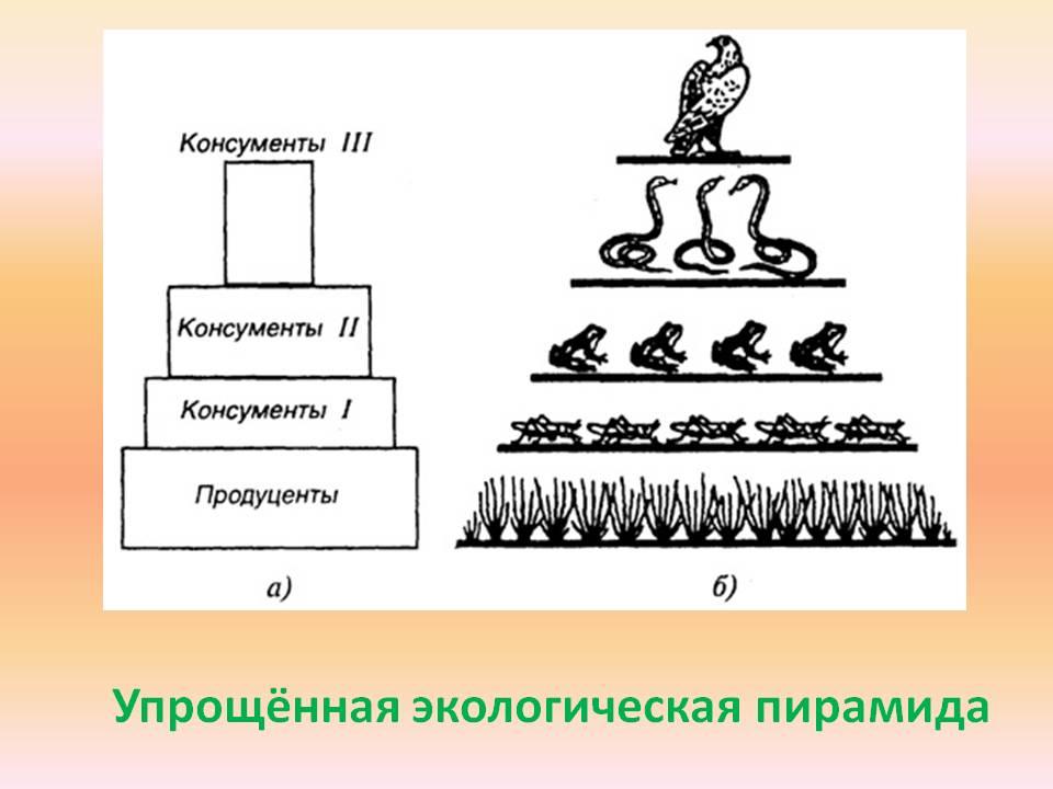 Изобразите в виде рисунков примеры экологических пирамид для экосистем суши и водоема