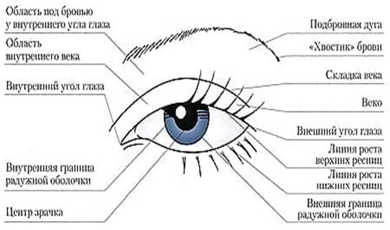 Где находится века. Строение глазного века схема. Строение глаза визаж. Наращивание ресниц уголки глаз схема. Строение глаза для макияжа.