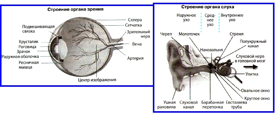 Слуховая и вестибулярная сенсорная система презентация