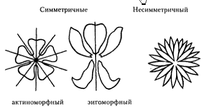 Схема правильного цветка