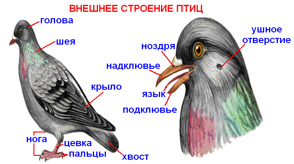 Копчиковые железы у птиц. Роговые образования кожи у птиц. Щетинки у птиц. Железы птиц. Форма головы птицы.