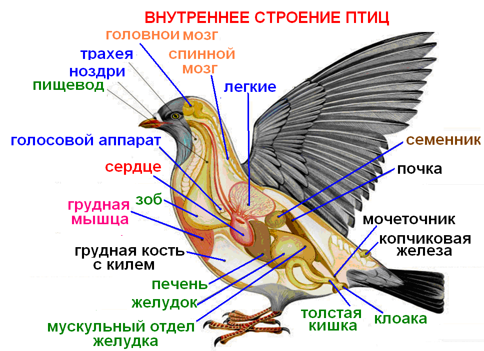 Форма тела птиц особенности строения значение. Процесс размножения птиц. Как происходит размножение у птиц. Как размножаются птицы оплодотворение. Размножение птиц фото.