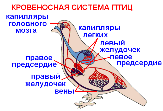 Птицы прогрессивные черты строения