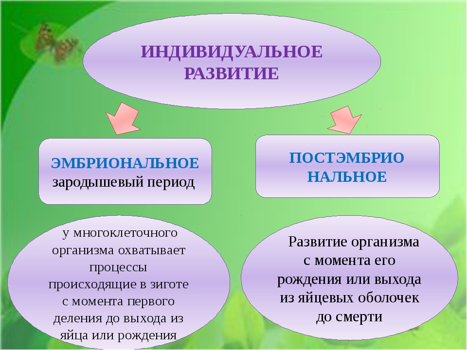 Развитие после рождения 8 класс биология презентация