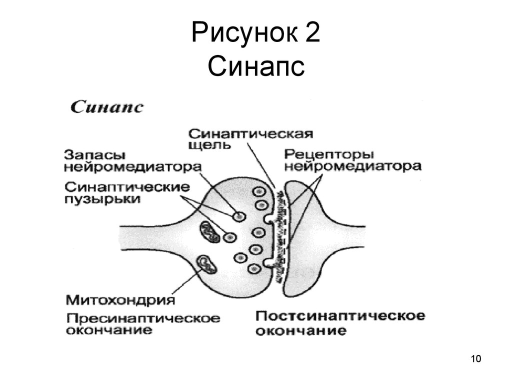 Синапс биология. Строение синапса анатомия. Структура химического синапса рисунок. Строение синапса рисунок. Схема строения межнейронного синапса.