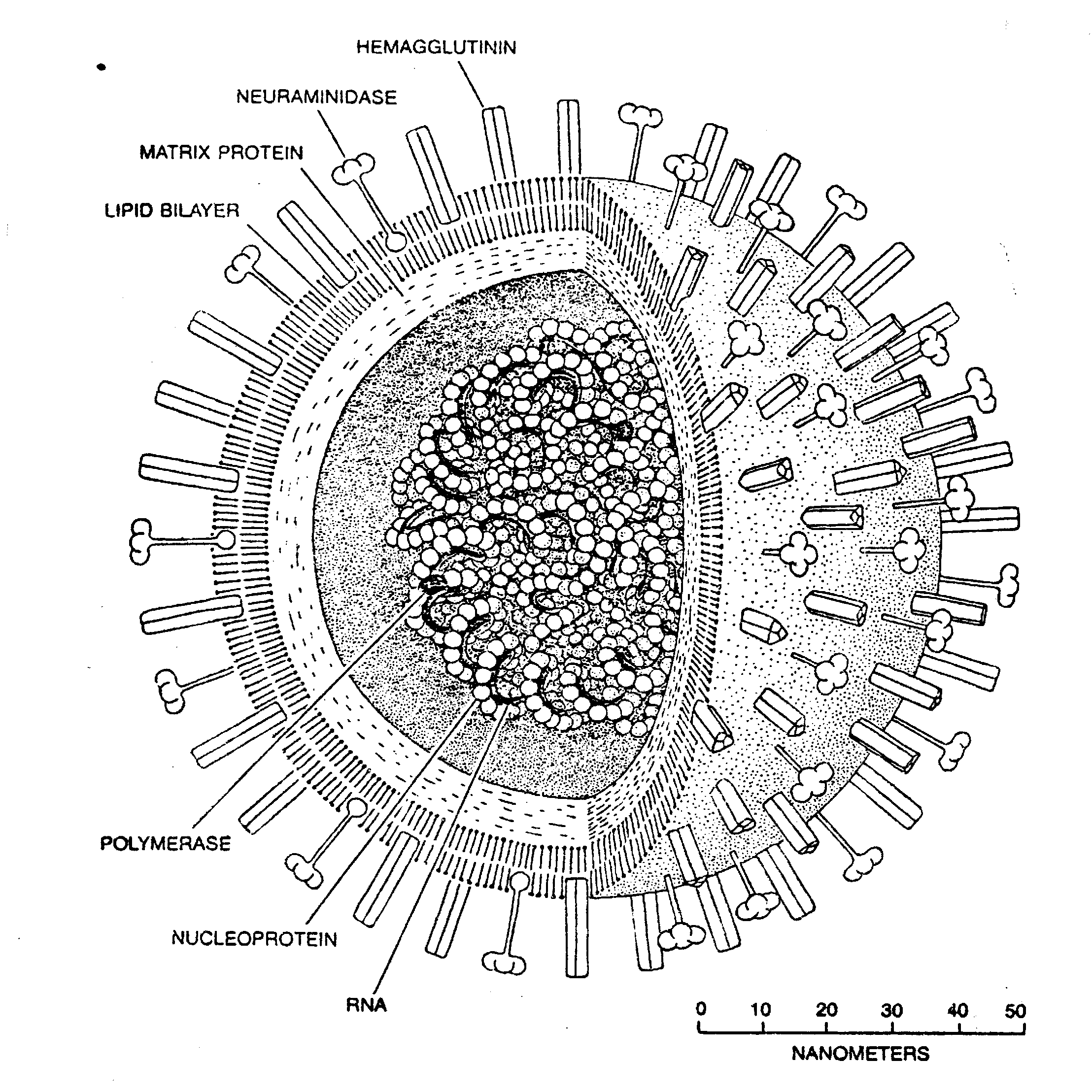 Вирус рисунок строение