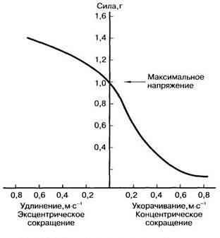 Скорость сокращения. Зависимость силы от длины мышцы. Взаимосвязь между силой и скоростью мышечного сокращения. Зависимость силы сокращения от скорости мышечного сокращения. Мощность и скорость сокращения мышцы.