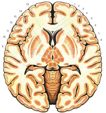 Базальные ядра головного мозга фото