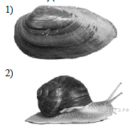 Брюхоногие моллюски голова редуцирована. У двустворчатых моллюсков в глотке. Голова редуцирована у моллюсков. Несимметричные животные брюхоногие.