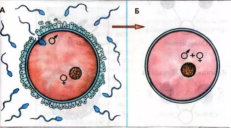 Слияние половых клеток с образованием зиготы