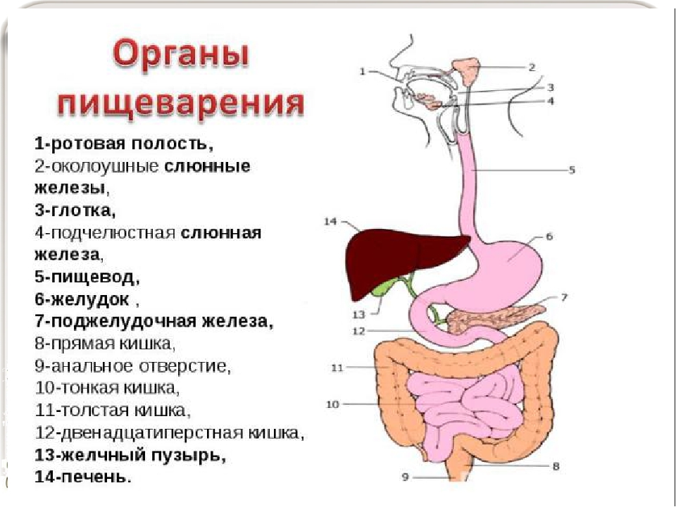 Общий план строения органов пищеварения кратко