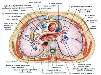 Поперечный распил грудной полости на уровнях th4 th6 th9 схема